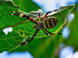 The wasp spider became spider of the year in 2001. On a meadow in the garden. photo