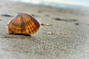 concha atrapada en la arena de la playa de blavand en dinamarca. tiro del paisaje foto