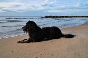goldendoodle está tumbado en la playa junto al mar y listo para jugar. olas en el agua foto