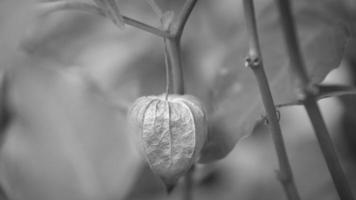 Physalis, taken in black and white, hangs on the bush. Orange fruit with green leaves. photo