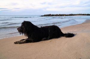 Goldendoodle is lying on the beach by the sea and ready to play. Waves in the water photo