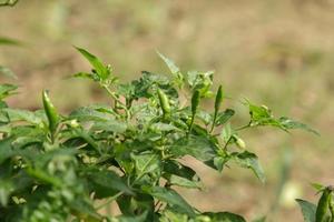 bird-pepper grown by farmers for sale is very spicy and fragrant. It is a component of many Thai food on a blurred background taken in my garden next to my house. photo