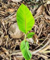 una pequeña planta de banano está creciendo y brotando hojas verdes jóvenes con un patrón de pecíolo natural en la sección del agricultor cubierta con hojas secas para humedecer el suelo. foto