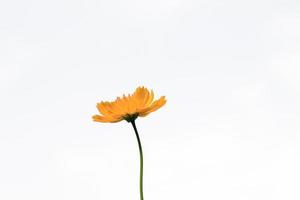 Beautiful yellow starburst flowers or cosmos flowers in nature on a white background, in nature a light yellow color, lots of space to write and make a poster. photo