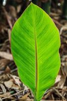 una pequeña planta de banano está creciendo y brotando hojas verdes jóvenes con un patrón de pecíolo natural en la sección del agricultor cubierta con hojas secas para humedecer el suelo. foto