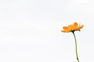 hermosas flores amarillas de estallido o flores cosmos en la naturaleza sobre un fondo blanco, en la naturaleza un color amarillo claro, mucho espacio para escribir y hacer un cartel. foto