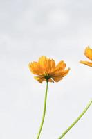 hermosas flores amarillas de estallido o flores cosmos en la naturaleza sobre un fondo blanco, en la naturaleza un color amarillo claro, mucho espacio para escribir y hacer un cartel. foto