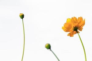 Beautiful yellow starburst flowers or cosmos flowers in nature on a white background, in nature a light yellow color, lots of space to write and make a poster. photo