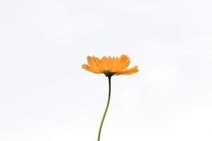 Beautiful yellow starburst flowers or cosmos flowers in nature on a white background, in nature a light yellow color, lots of space to write and make a poster. photo