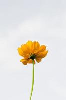 hermosas flores amarillas de estallido o flores cosmos en la naturaleza sobre un fondo blanco, en la naturaleza un color amarillo claro, mucho espacio para escribir y hacer un cartel. foto