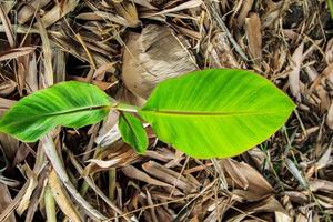 la pequeña planta de banano está creciendo y brotando hojas verdes jóvenes con un patrón de pecíolo natural en la sección del agricultor cubierta con hojas secas para humedecer el suelo. foto