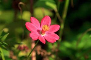 hermosa flor roja del cosmos sobre un fondo de cielo azul brillante por la noche en el jardín de un agricultor que está plantado al lado de la casa y construido de forma natural, con espacio para escribir mensajes y carteles. foto