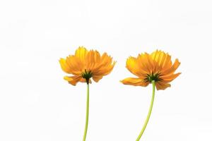 Beautiful yellow starburst flowers or cosmos flowers in nature on a white background, in nature a light yellow color, lots of space to write and make a poster. photo