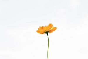 hermosas flores amarillas de estallido o flores cosmos en la naturaleza sobre un fondo blanco, en la naturaleza un color amarillo claro, mucho espacio para escribir y hacer un cartel. foto