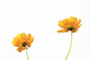 Beautiful yellow starburst flowers or cosmos flowers in nature on a white background, in nature a light yellow color, lots of space to write and make a poster. photo