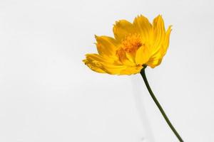 hermosas flores amarillas de estallido o flores cosmos en la naturaleza sobre un fondo blanco, en la naturaleza un color amarillo claro, mucho espacio para escribir y hacer un cartel. foto