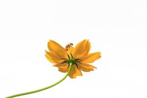 Beautiful yellow starburst flowers or cosmos flowers in nature on a white background, in nature a light yellow color, lots of space to write and make a poster. photo