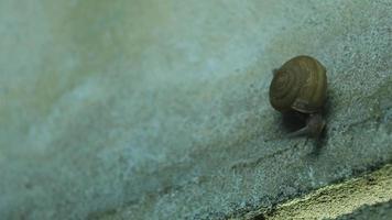 le lumache che camminano o strisciano, nella loro natura anfibia, hanno muco sul pavimento di cemento, che è abbondante nella stagione delle piogge e all'inizio dell'inverno. tutti distrussero i raccolti dei contadini e molti raccolti. video