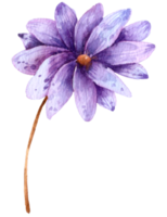 aquarela flor violeta png