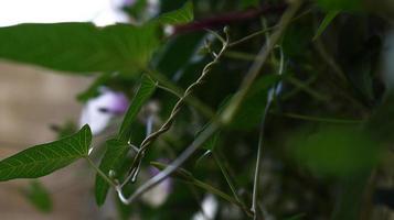 White And Purple Flowers in Garden photo