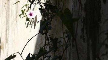 flores blancas y moradas en el jardín foto