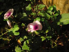 flores moradas y blancas a la luz del sol en el jardín foto