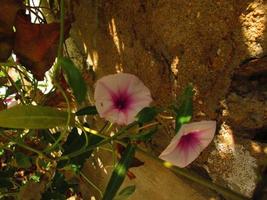 Purple and White Flowers In Sunlight In Garden photo