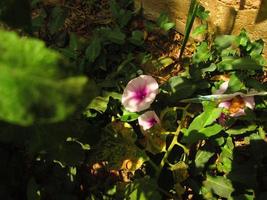flores moradas y blancas a la luz del sol en el jardín foto