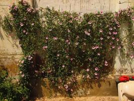 Flower vine on a wall in backyard with sunlight photo