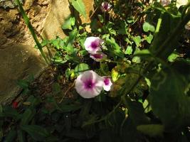 flores moradas y blancas a la luz del sol en el jardín foto