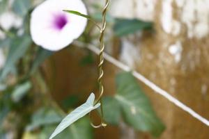 flores blancas y moradas en el jardín foto