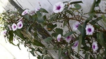 flores blancas y moradas en el jardín foto