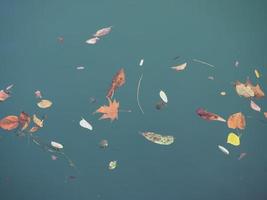 leaves floating on river water photo