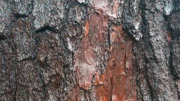 pine tree bark texture as background photo
