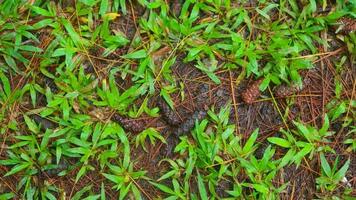 fallen pine-cones on the ground with green grass in the background photo