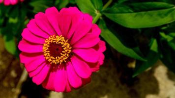 la flor común de zinnia es hermosa y sorprendente foto