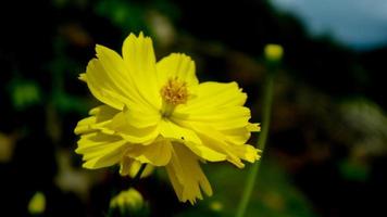 The beautiful and amazing Sulfur cosmos flower photo