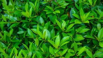 beautiful green foliage as background photo