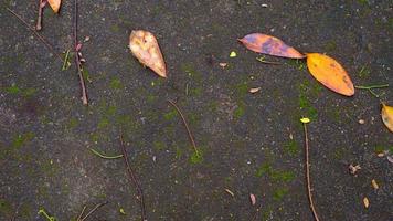 Mossy concrete road texture with fallen and dry leaves photo