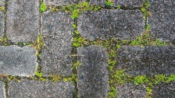 paving block texture with weeds in the gaps as background photo