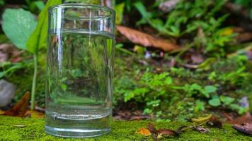 Glasses with water on a green plant background photo