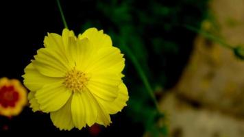 la hermosa y sorprendente flor del cosmos de azufre foto