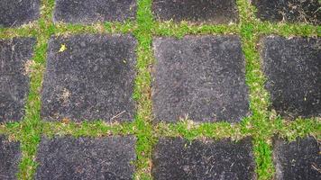 calzada de bloques de hormigón con hierba verde en el medio. como fondo foto