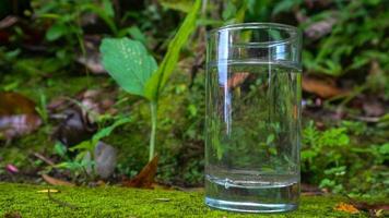 Glasses with water on a green plant background photo