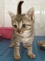 pequeño gatito lindo atigrado en la jaula en el refugio para gatos. bebé gato llorando en la jaula. el gatito está esperando que saquen a su nuevo amo del refugio de animales. el gato está descansando en una jaula. foto