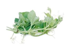 Bottle gourd leaf isolated on white background photo