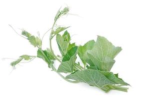 Bottle gourd leaf isolated on white background photo