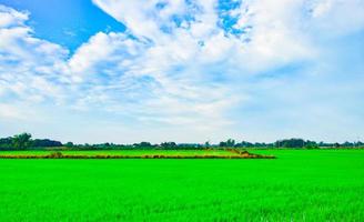 A view of the sky with clear weather. In the morning, the lush green fields are outdoors.  agricultural landscape  background design template for book cover magazine website photo