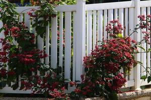 Green plants and flowers grow along the fence. photo