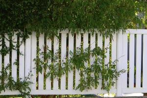 Green plants and flowers grow along the fence. photo